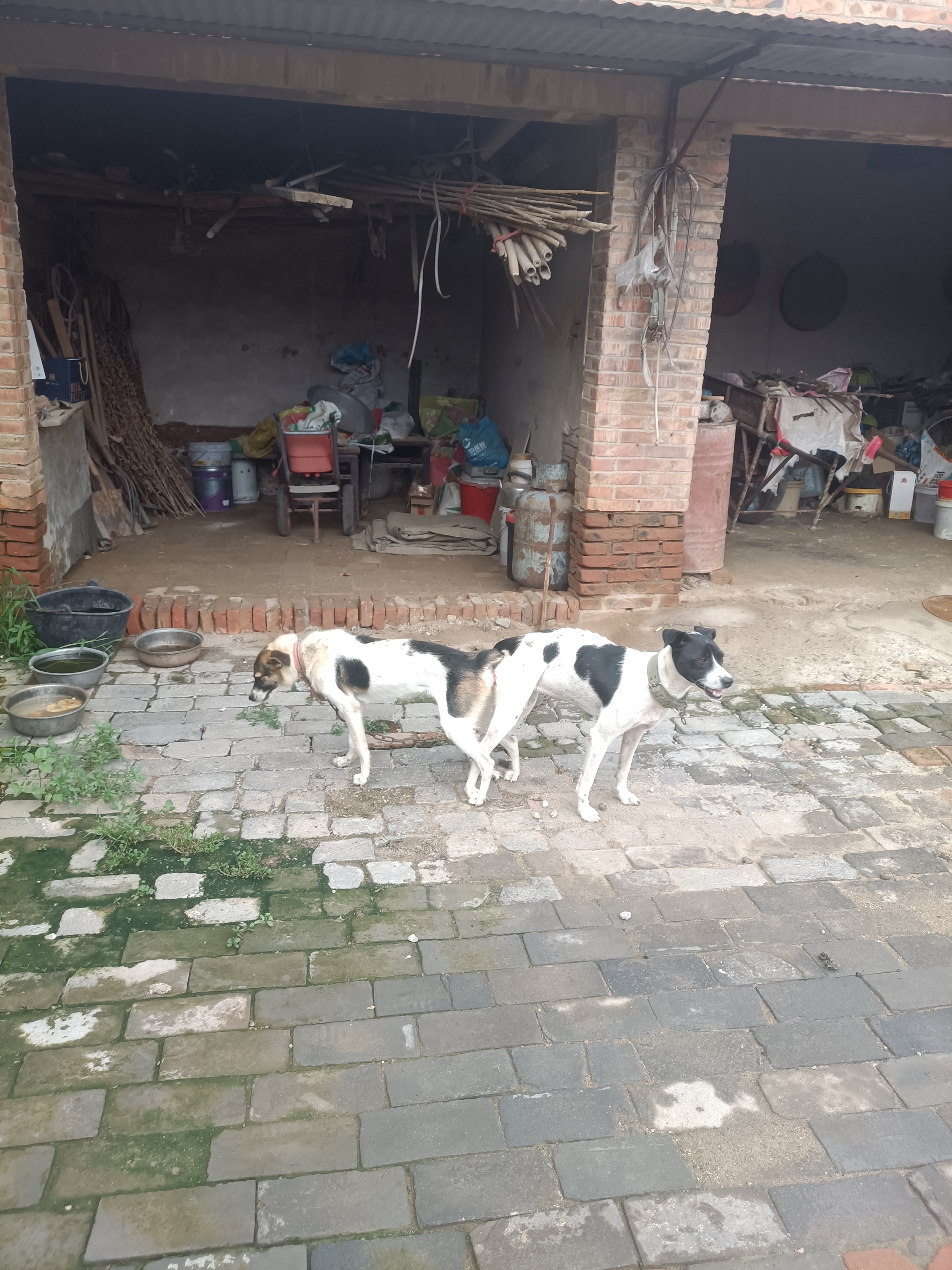中华田园犬北方系，折耳卷尾三花的更是少见。